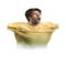 Capdevila